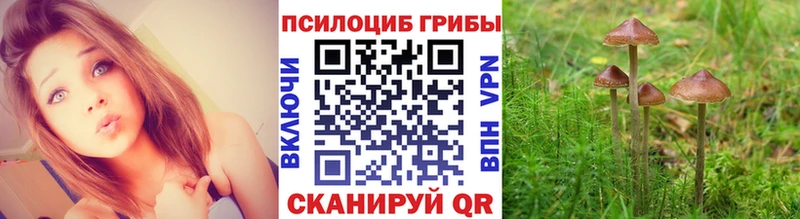 Псилоцибиновые грибы мицелий  маркетплейс как зайти  Пустошка 